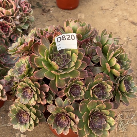 多肉植物半夏捧花