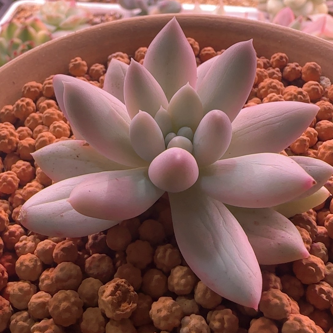 所罗门锦 多肉植物