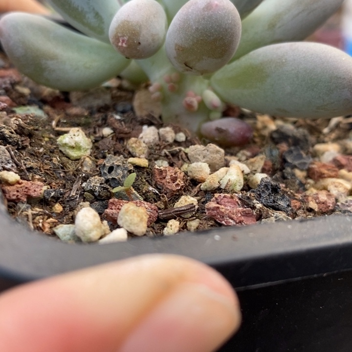 540号米可小树，啊啊啊啊啊带暗锦石化锦