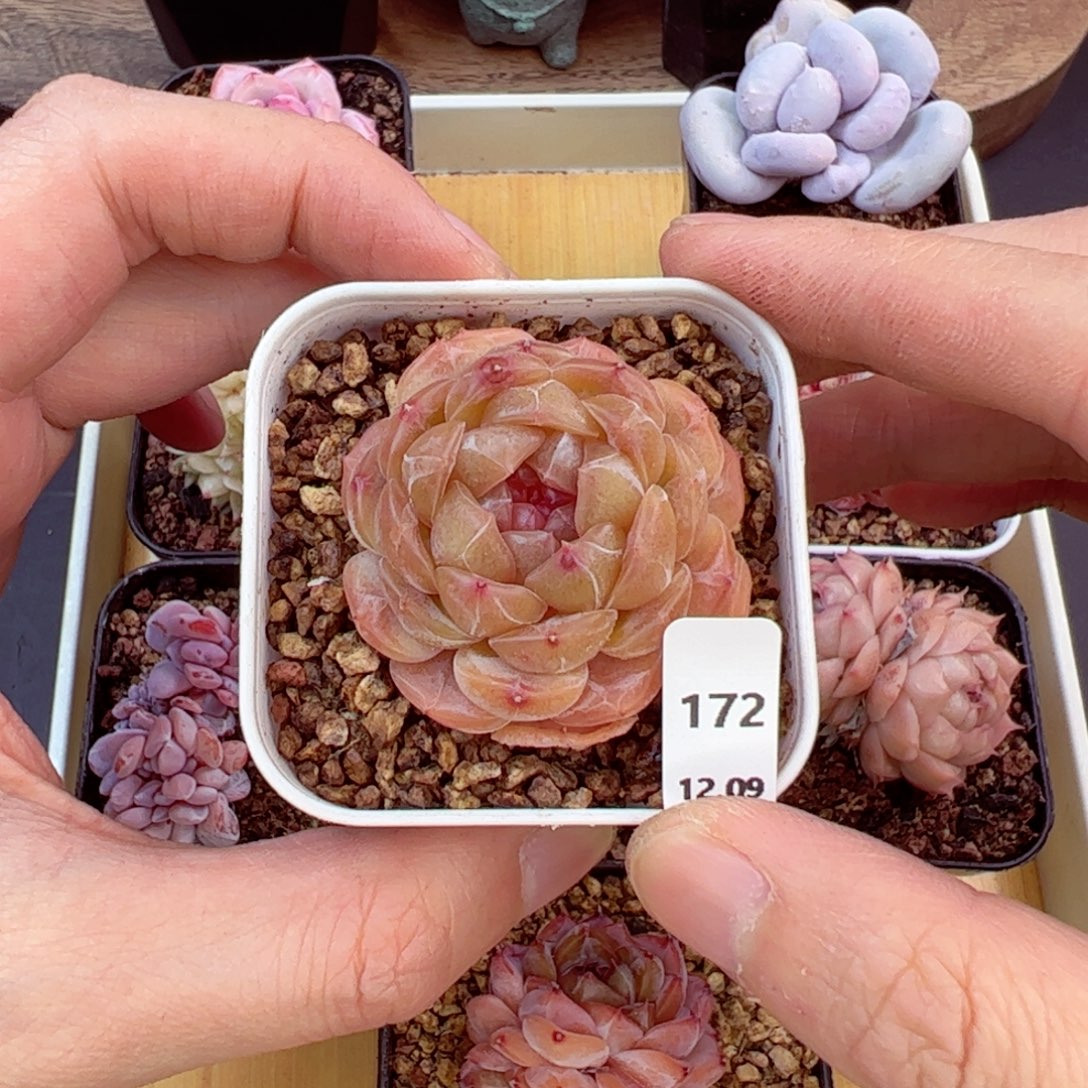 好好看172、哈哈哈哈