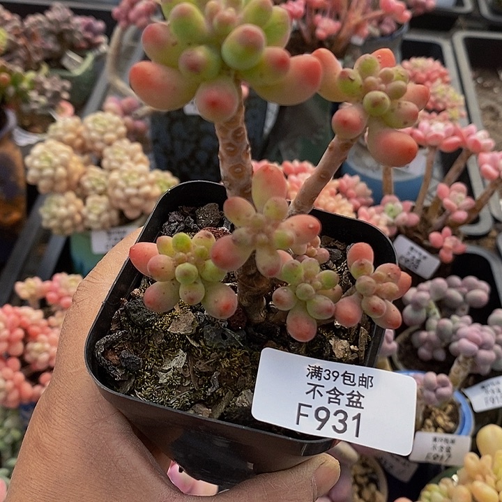 派大星6cm931多肉植物