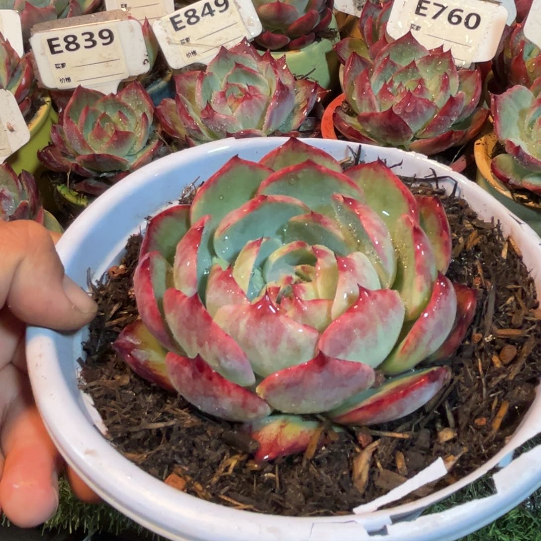 惊鸿一瞥多肉植物的世界