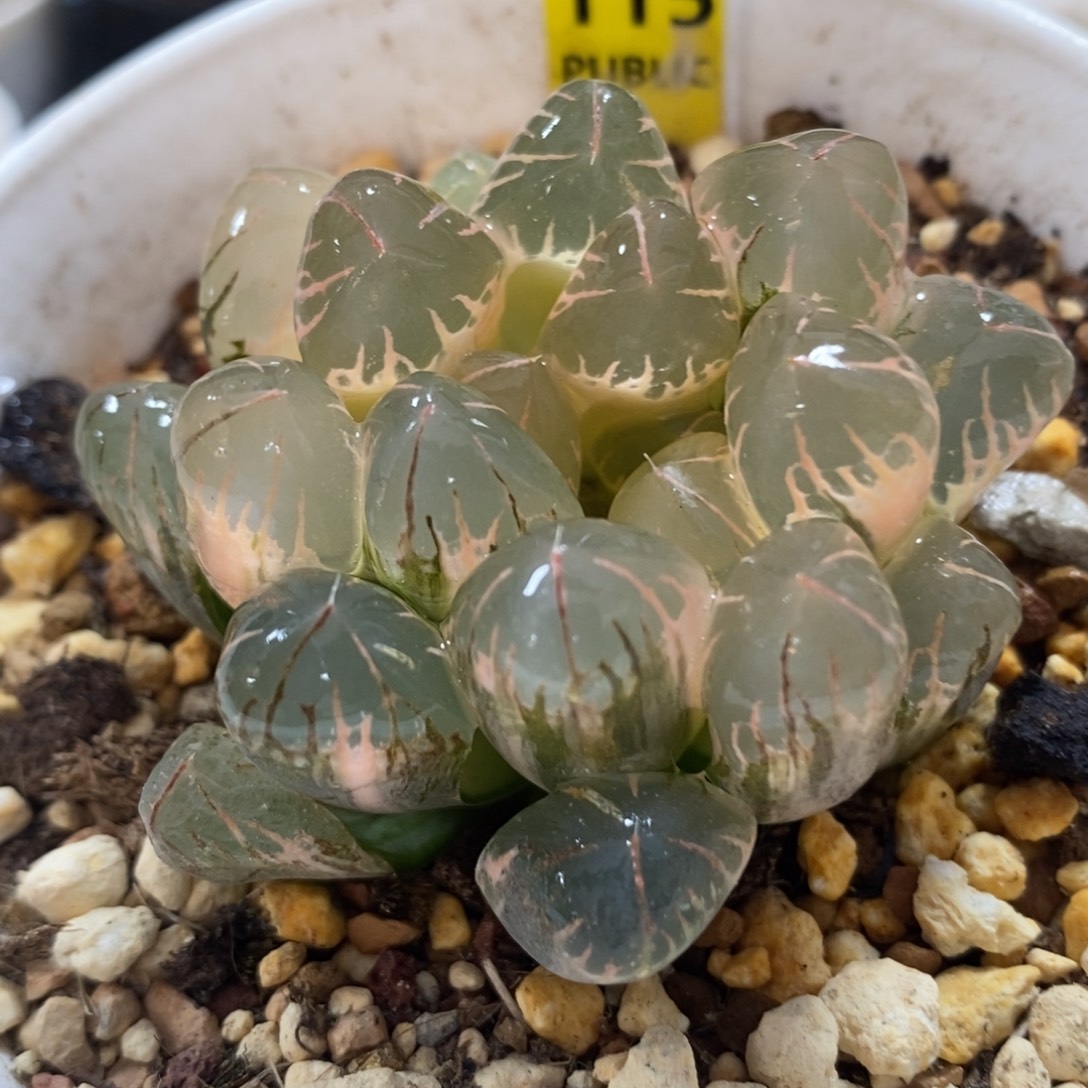 115糊斑灵犀玉露锦一物一拍