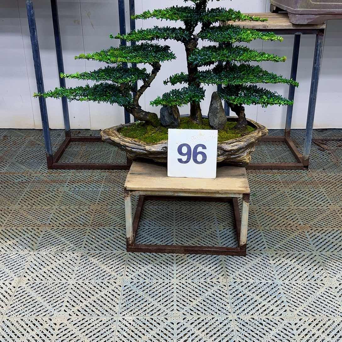 0***度无花朵珍珠罗汉松造型盆景