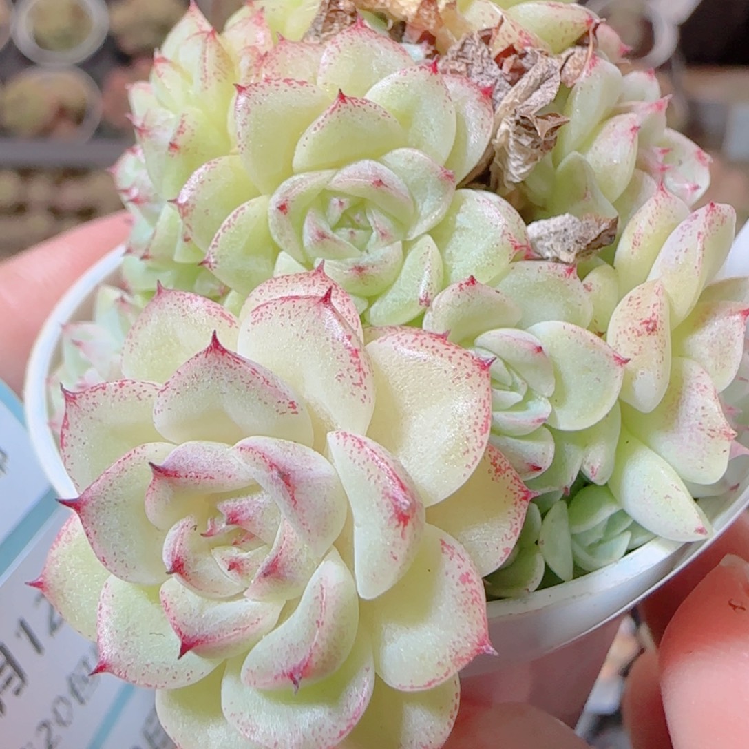 花语逸镜1112-221散