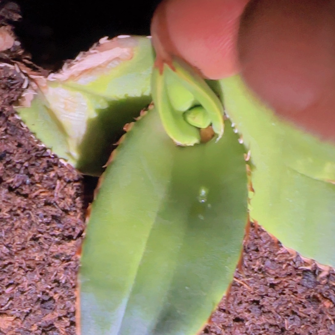 ?****人块根植物块根植物块根