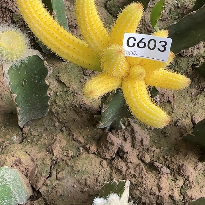 老*克嫁接彩舞柱锦603