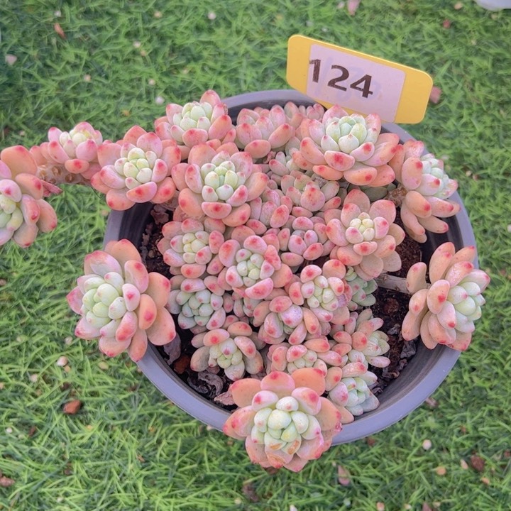 健健康康平平安安多肉