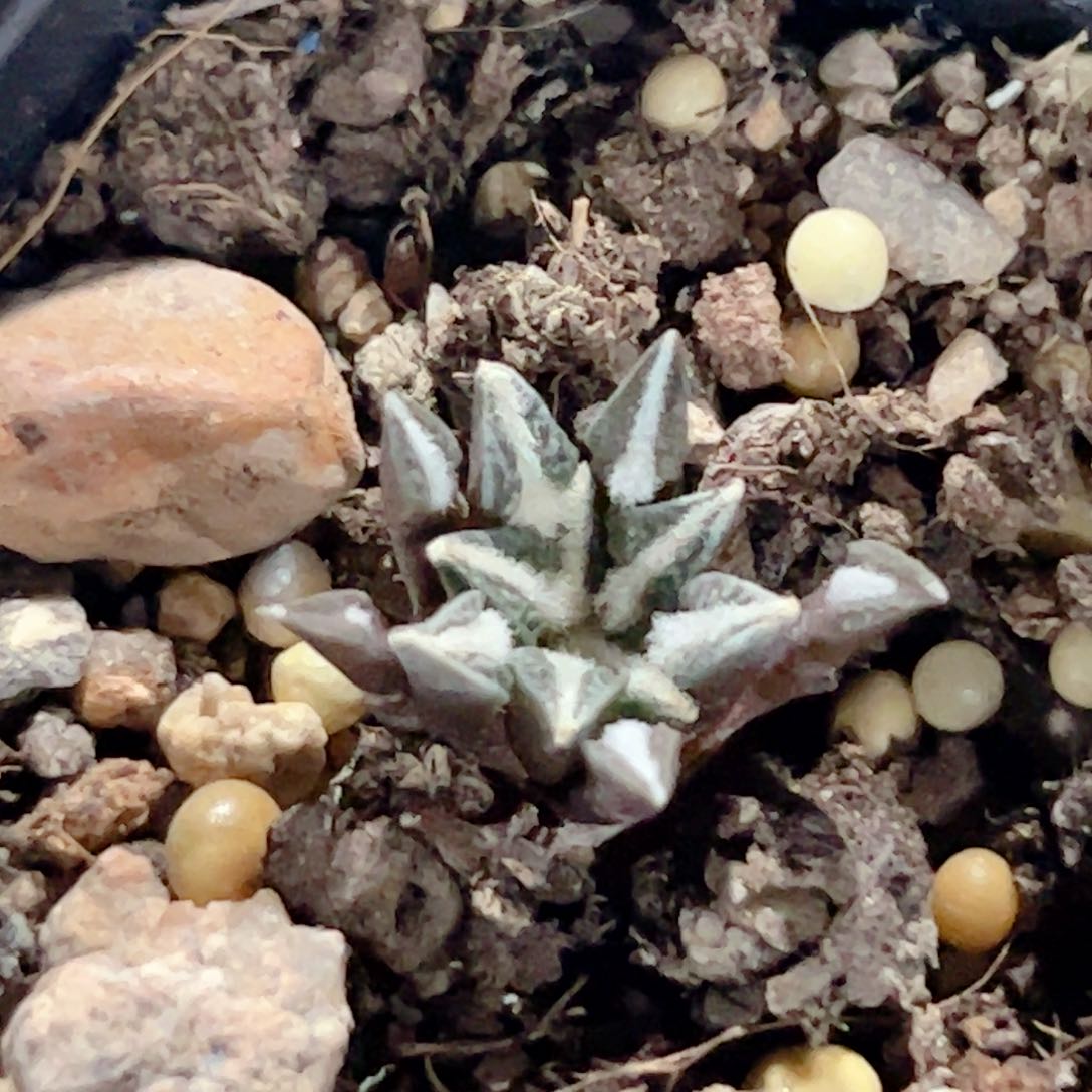 实生 黑牡丹仙人球