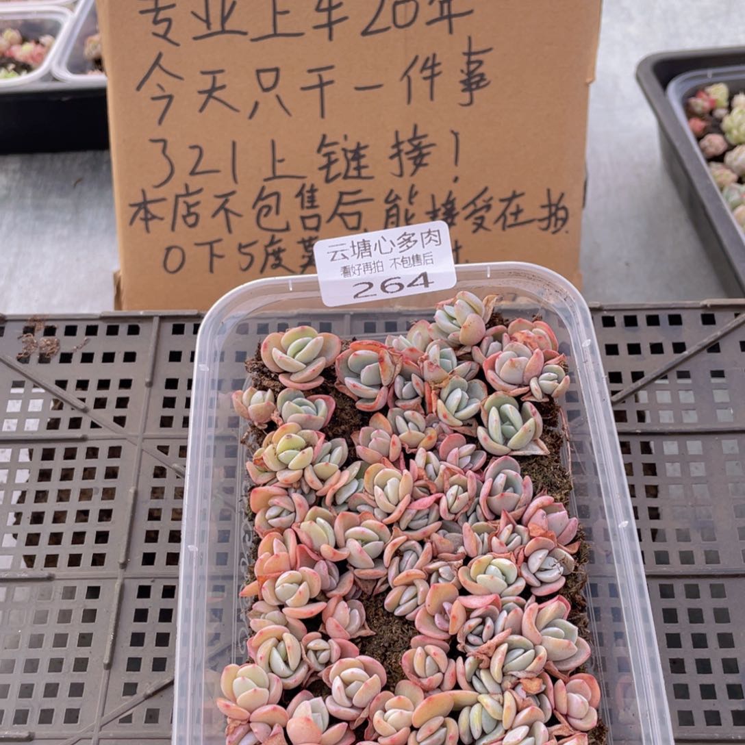 云糖心多肉植物264