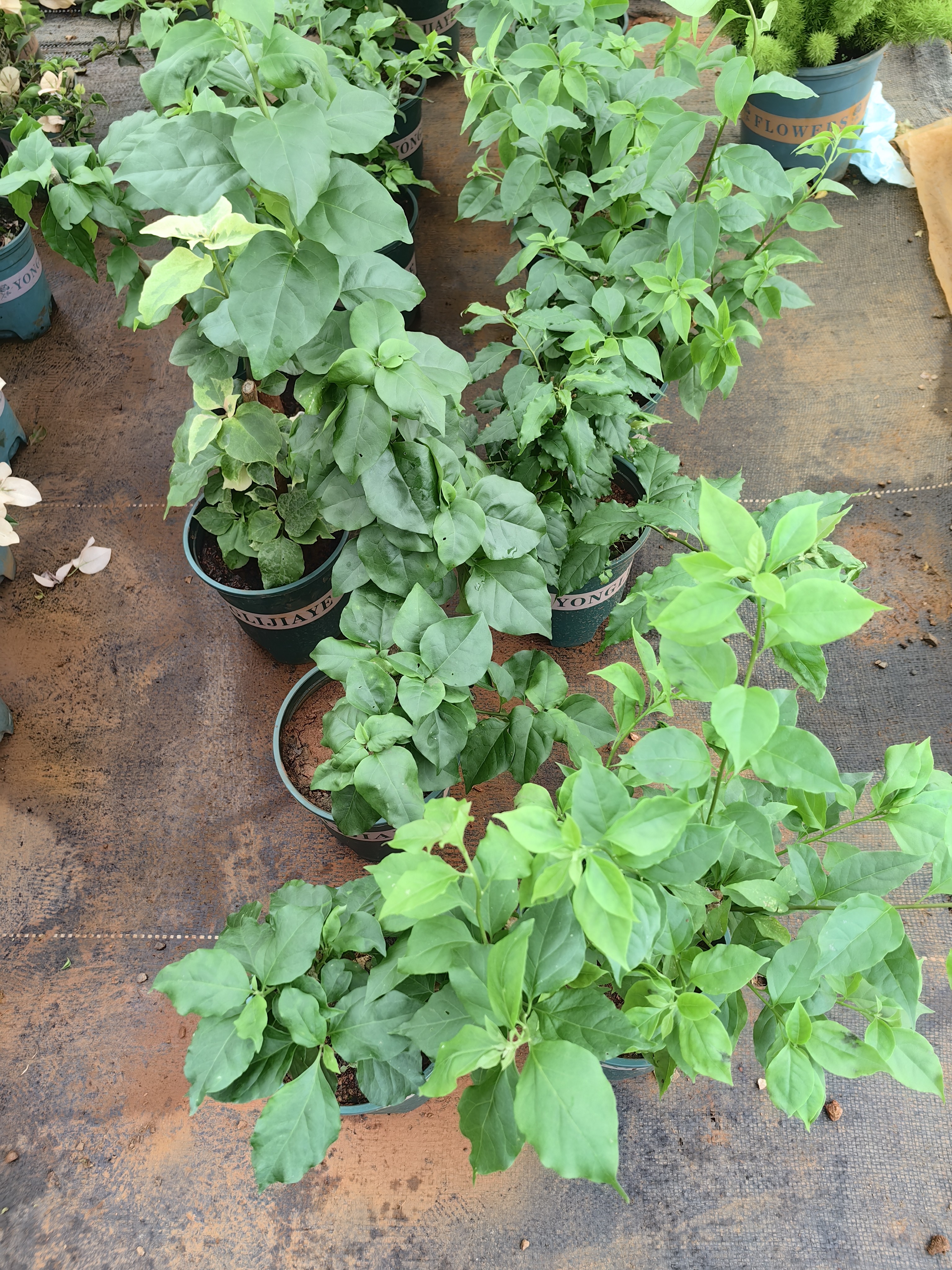 盲盒新品三角梅（运输途中落花落叶落光杆，介意勿拍）