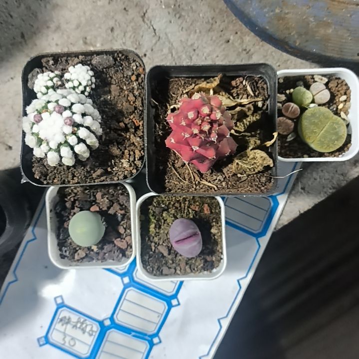 花花世界迷人眼的球球好看