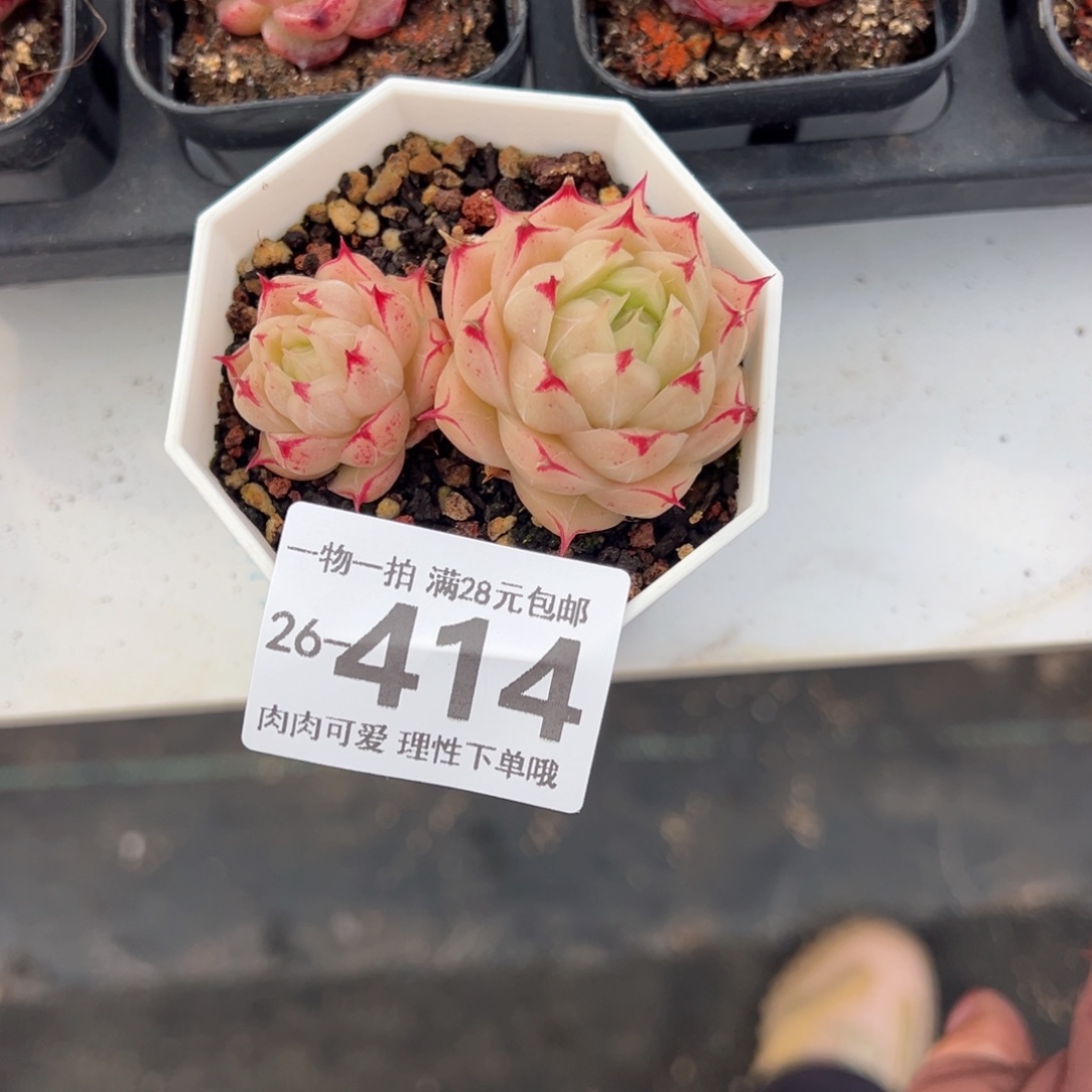 莲华多肉多肉多肉多肉