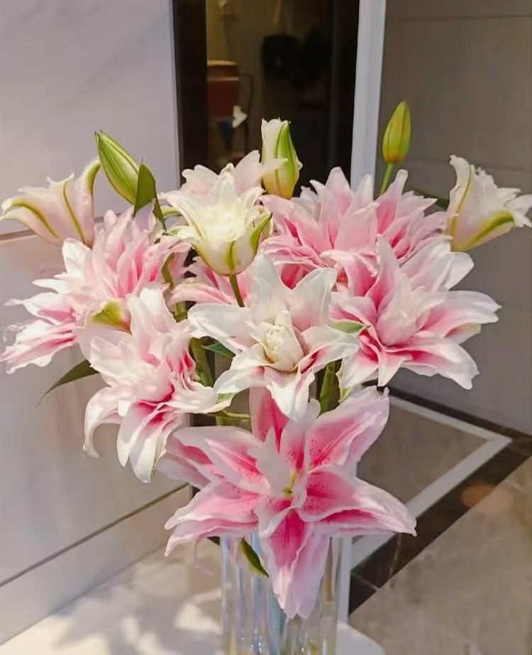 伊莎贝拉重瓣5支3头 云南鲜花 任意两单包邮 生鲜产品拒收不售后