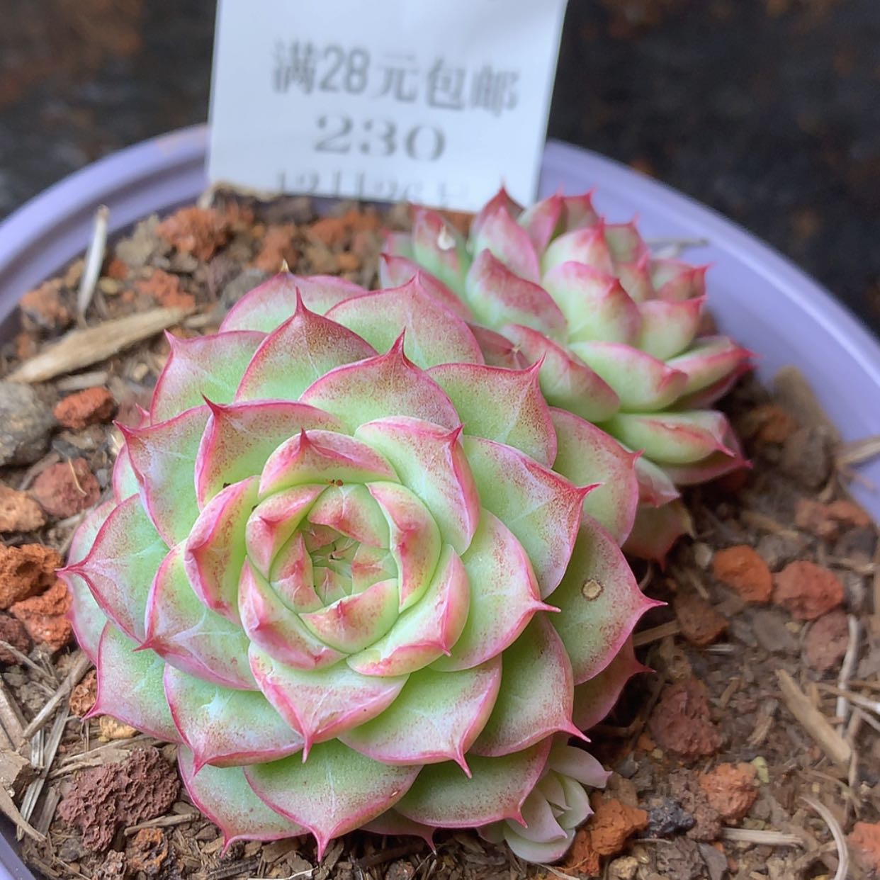 【闪购商品】云230号