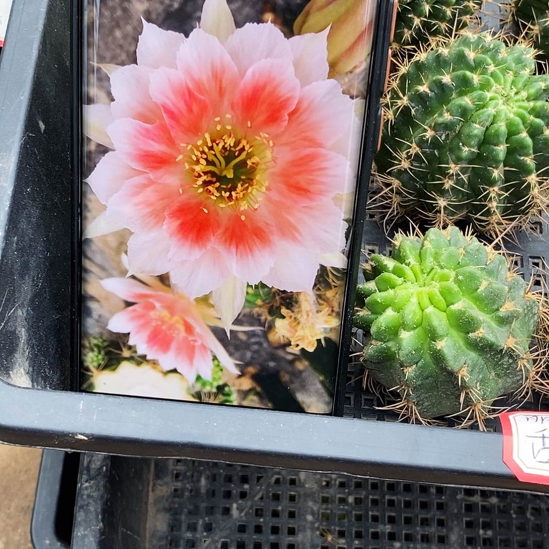 丽 甜心侧芽歪20包邮/4公分