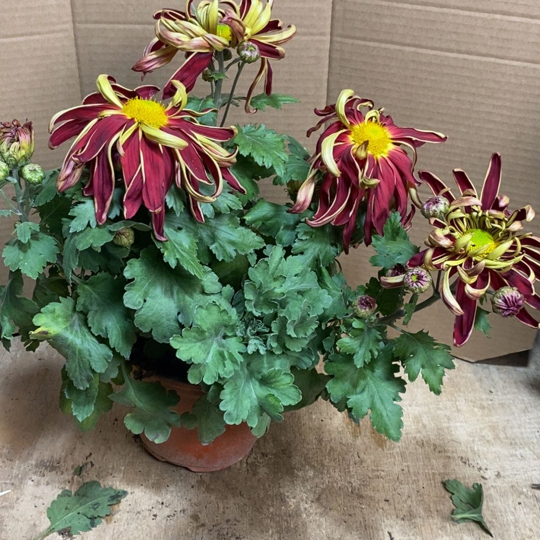 完全开放000000665