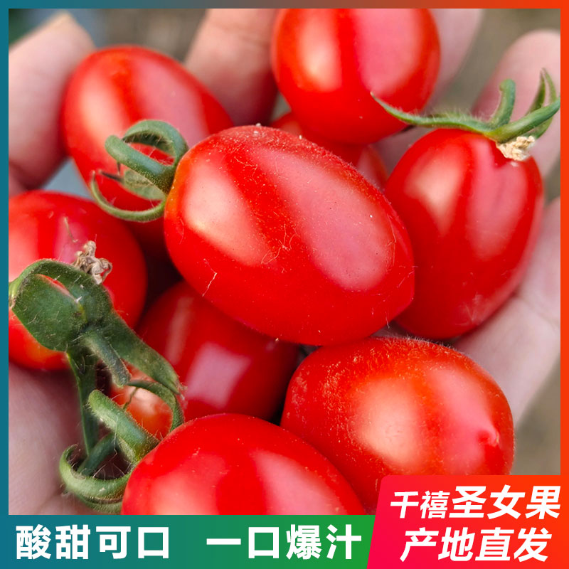 圣女果新鲜水果5斤小番茄酸甜小西红柿小孩孕妇水果广西现摘现发