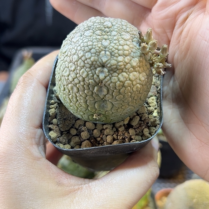 实生凝蹄玉4.3公分带盆