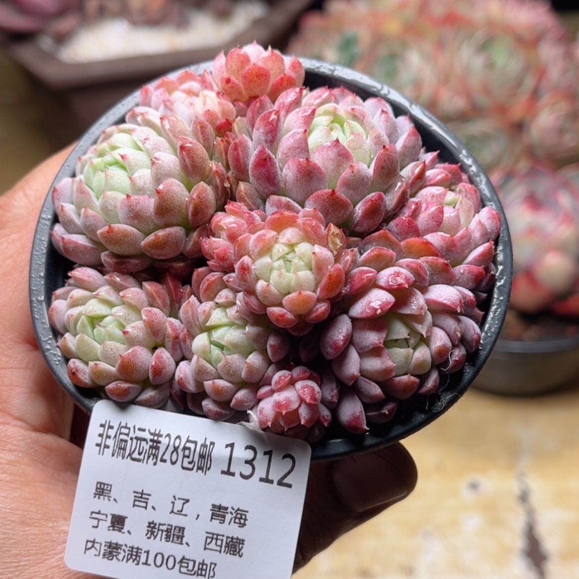 【闪购商品】1312羊脂球