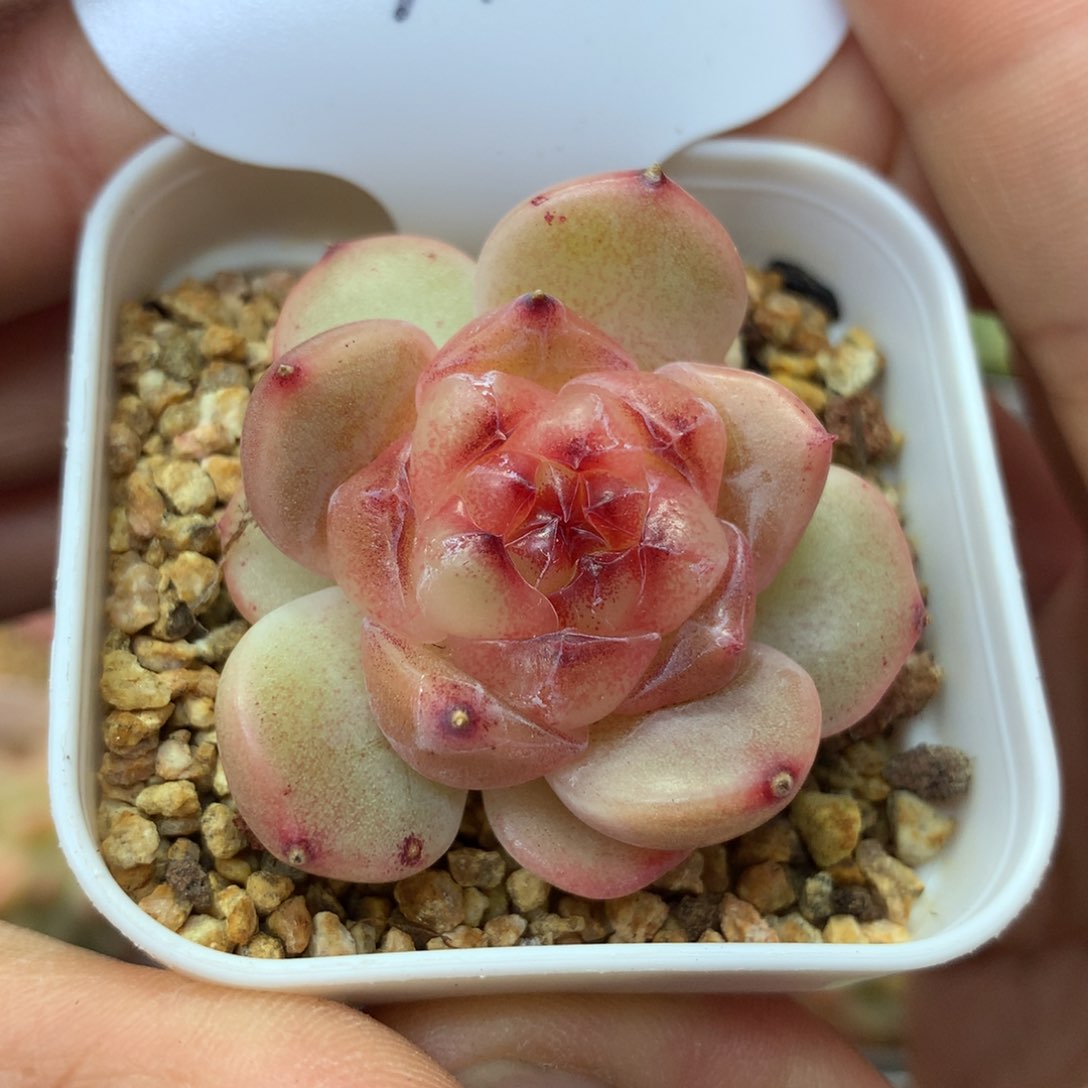 甜心单头99多肉植物