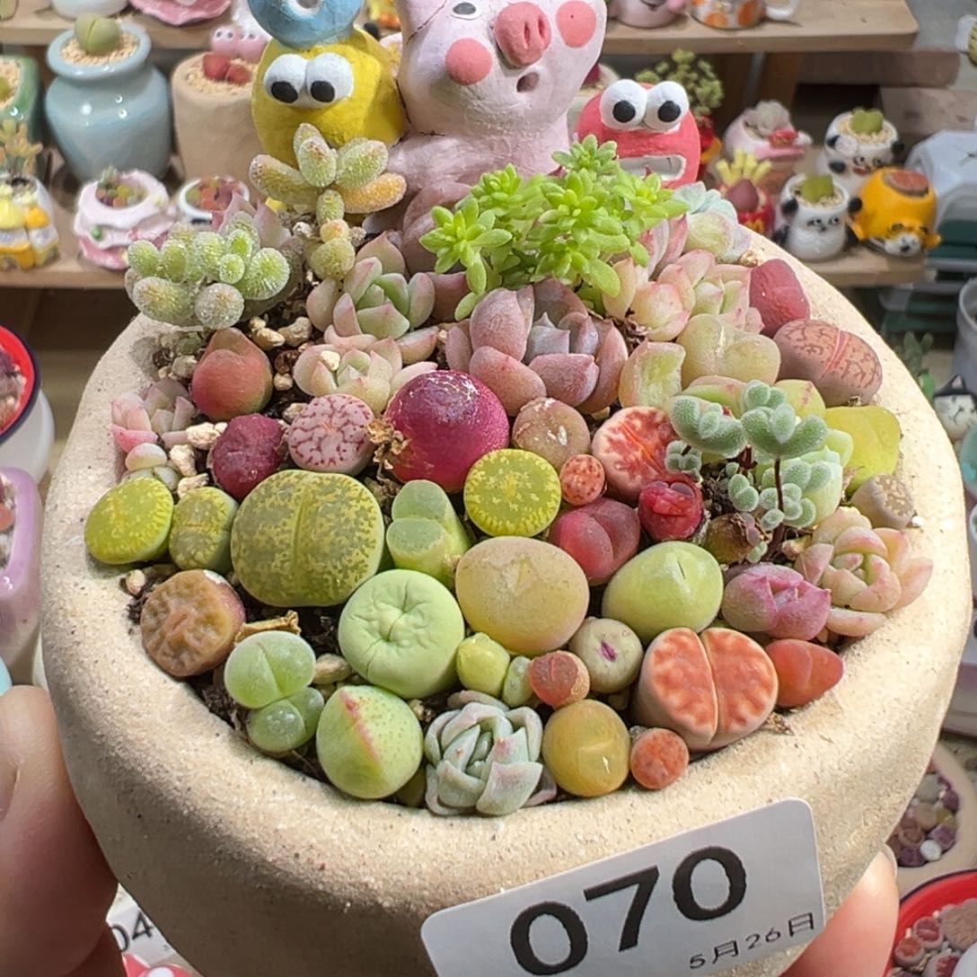 多肉植物70号花海