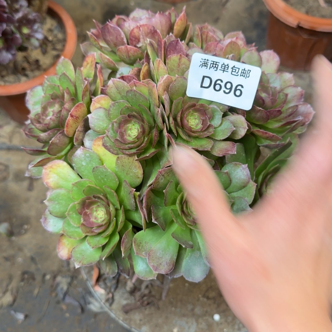 696万圣节法师多肉