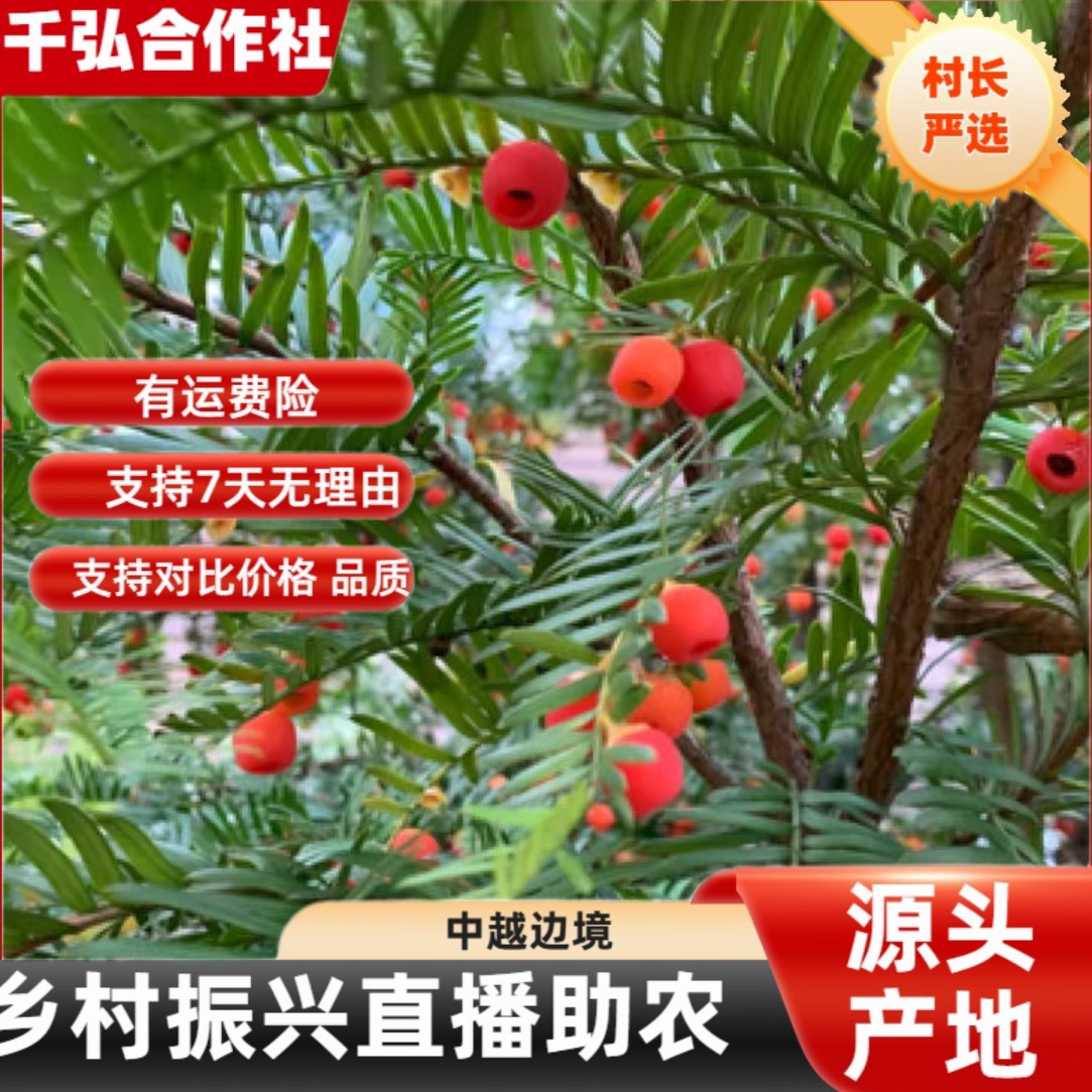 【村长严选】源自农家9【杉果】
