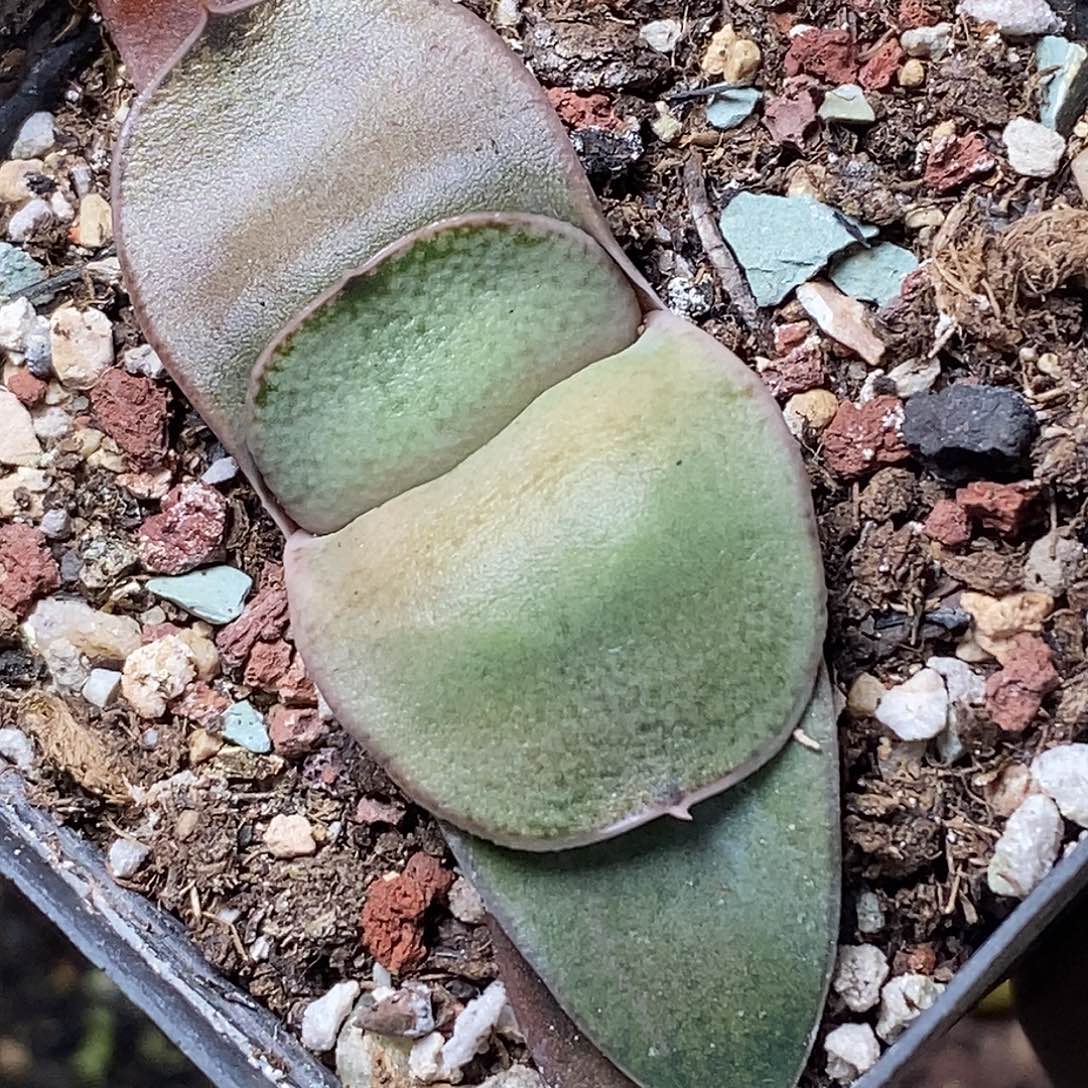 不带盆脱土裸根发货（实生）