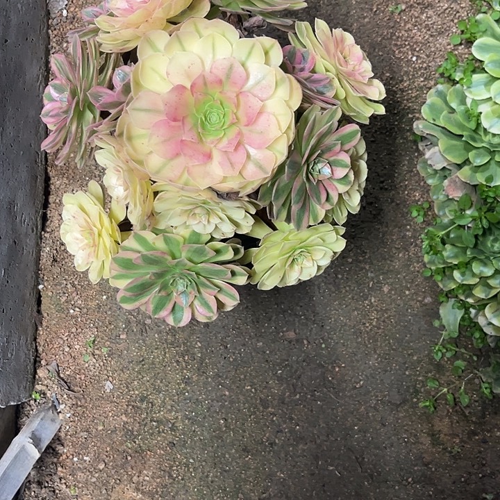 多肉植物雨荷锦……多