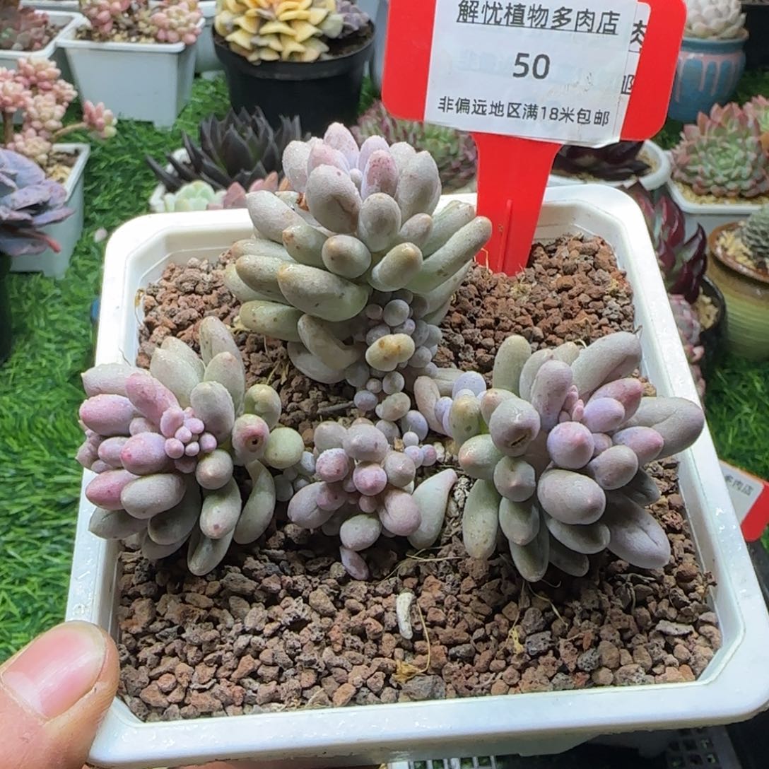 解忧植物多肉编号50