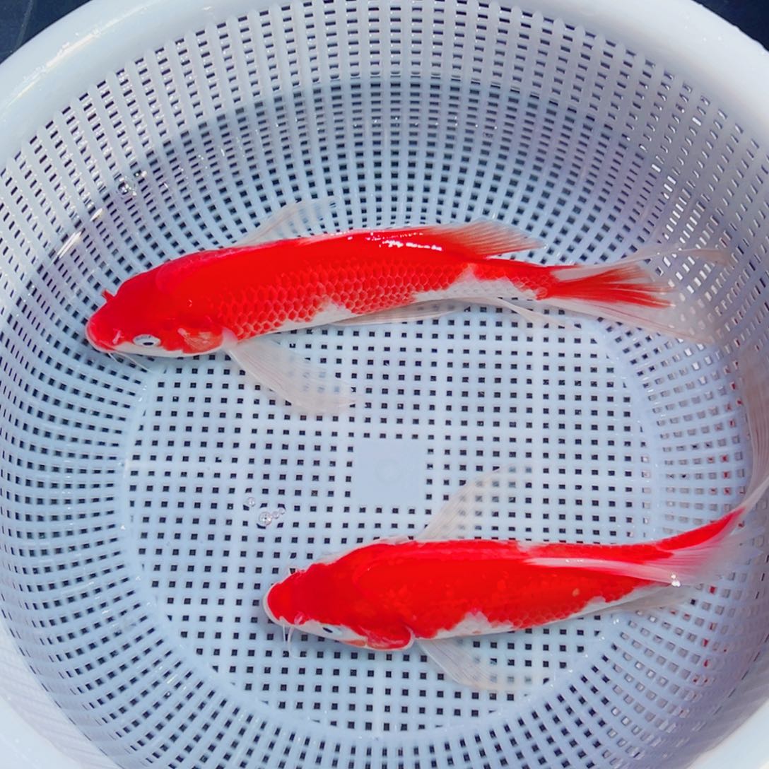 锦鲤锦鲤观赏鱼1111