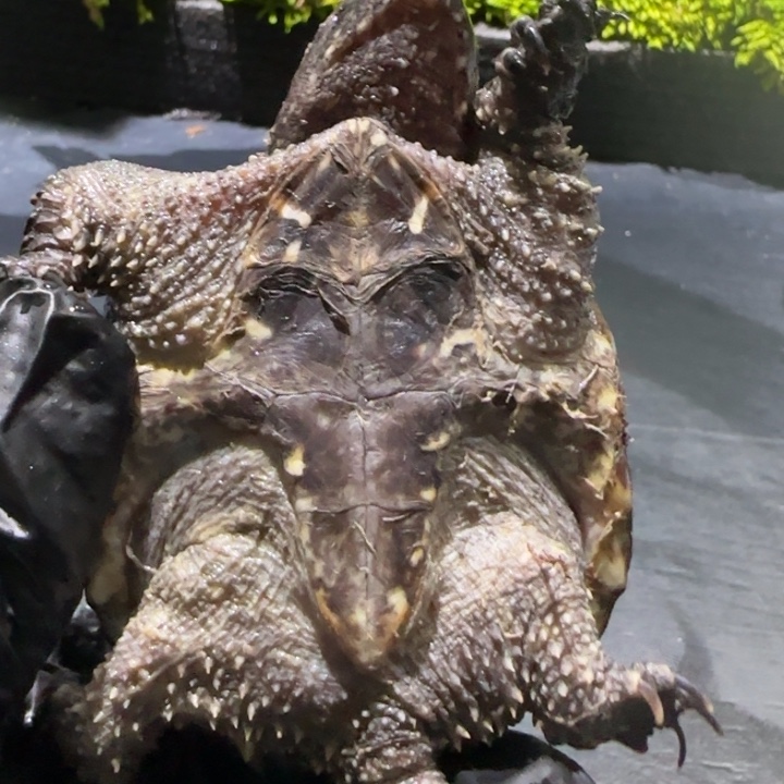 强***宠物龟母瑕疵短指甲