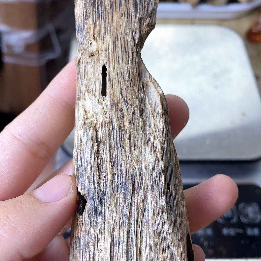 木绿奇楠原材料虫漏22克