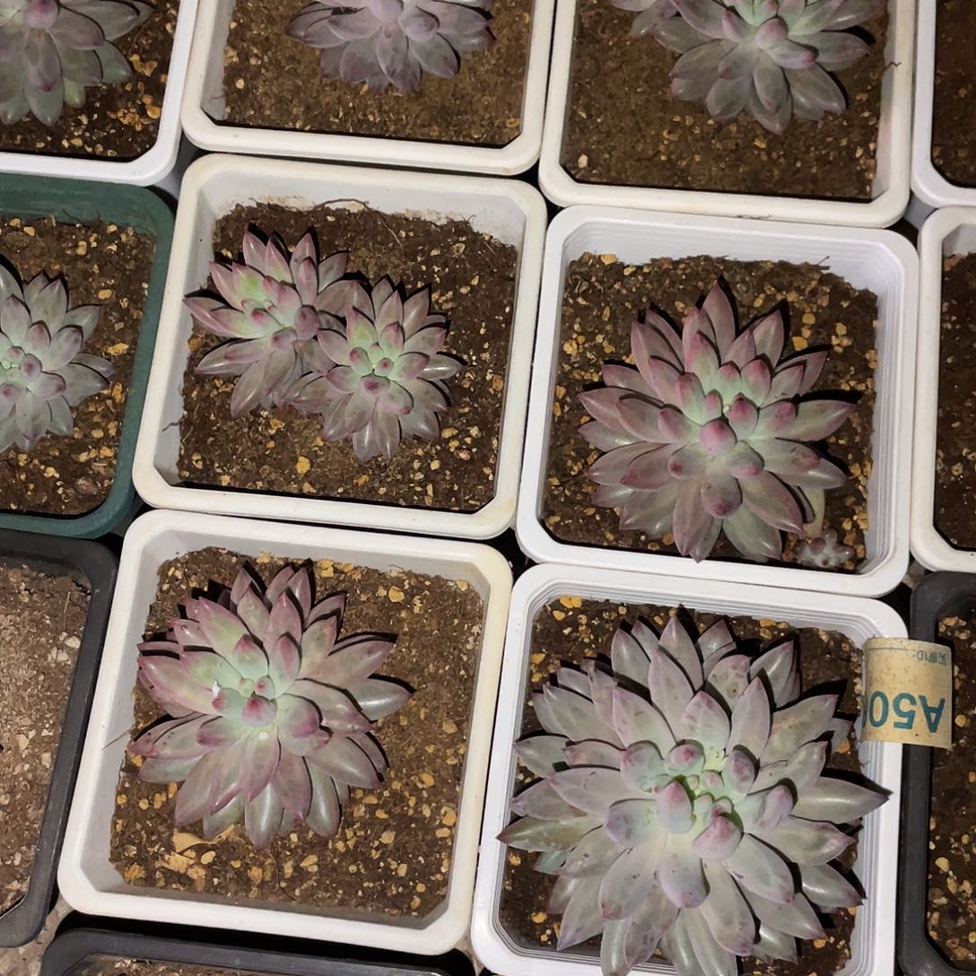 羽毛羽满20包邮脱土发货