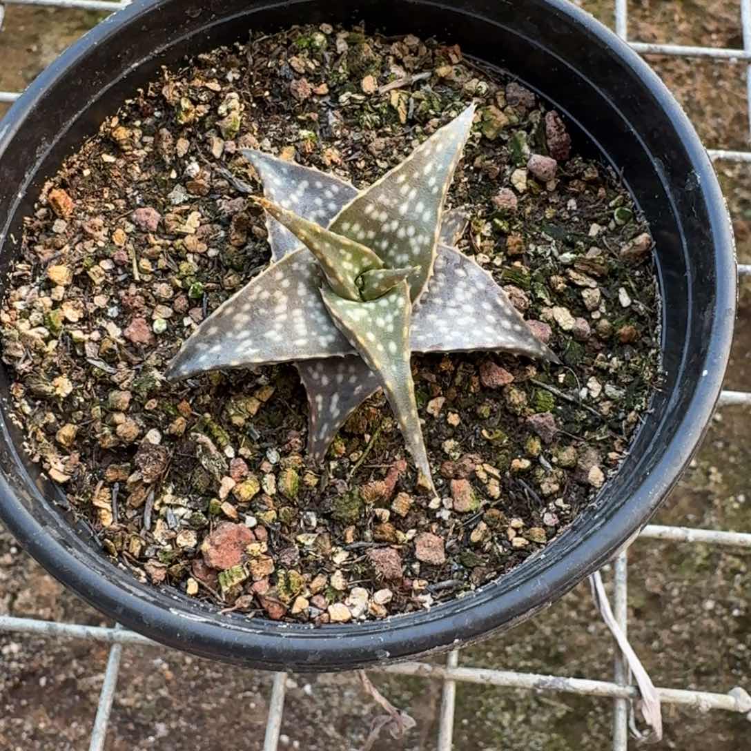 迪可芦荟多肉植物