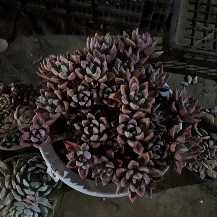 源****729桃花源多肉多肉植物