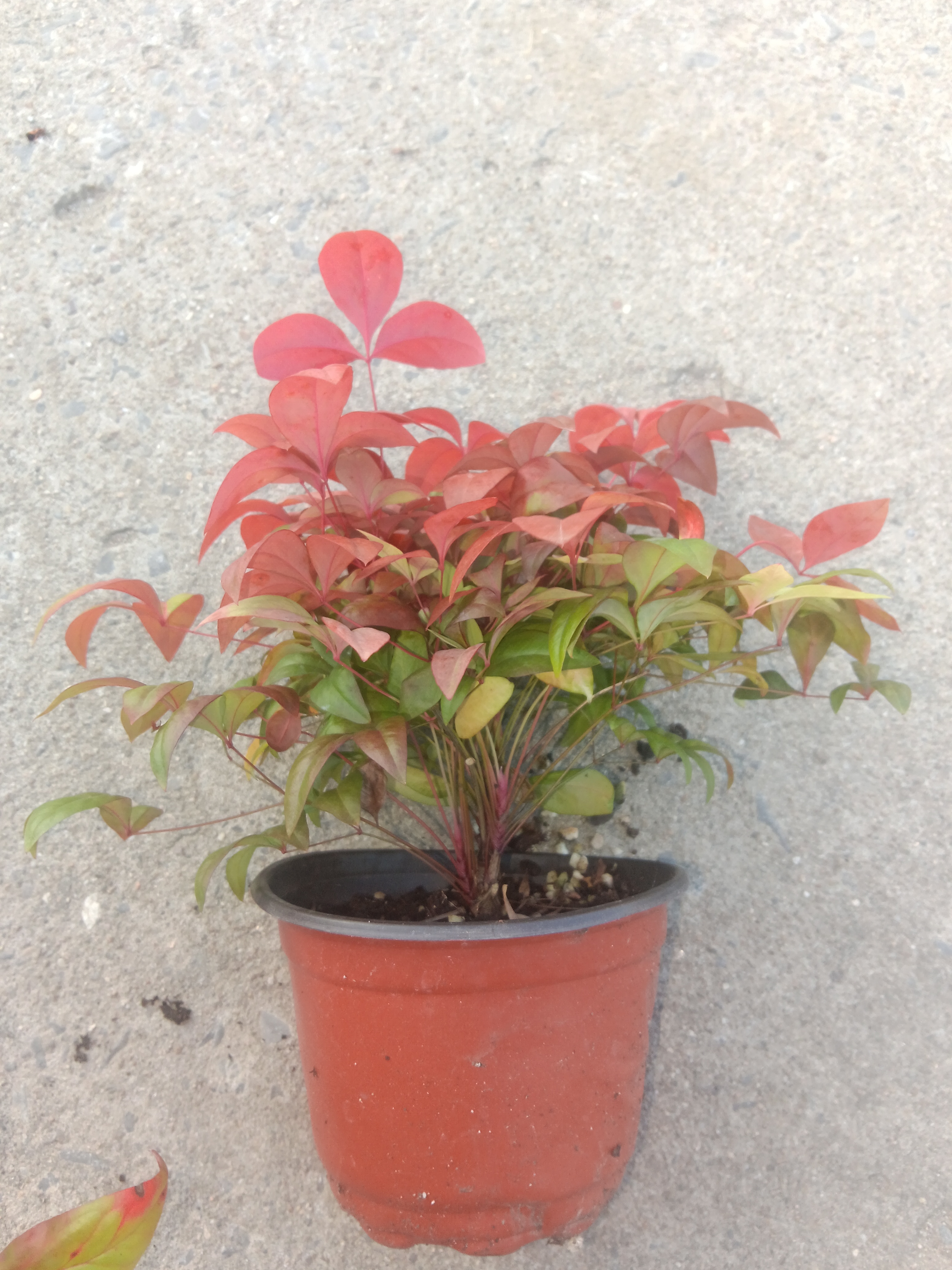 火焰南天竹盆栽耐寒易养护室内外四季常青观叶花卉绿植绿植盆栽