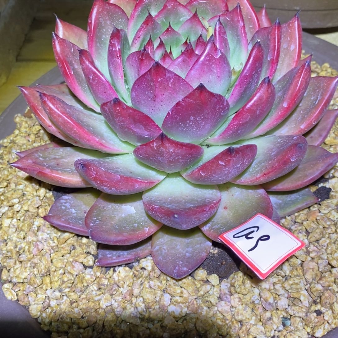 福利东云红色大单头a9     