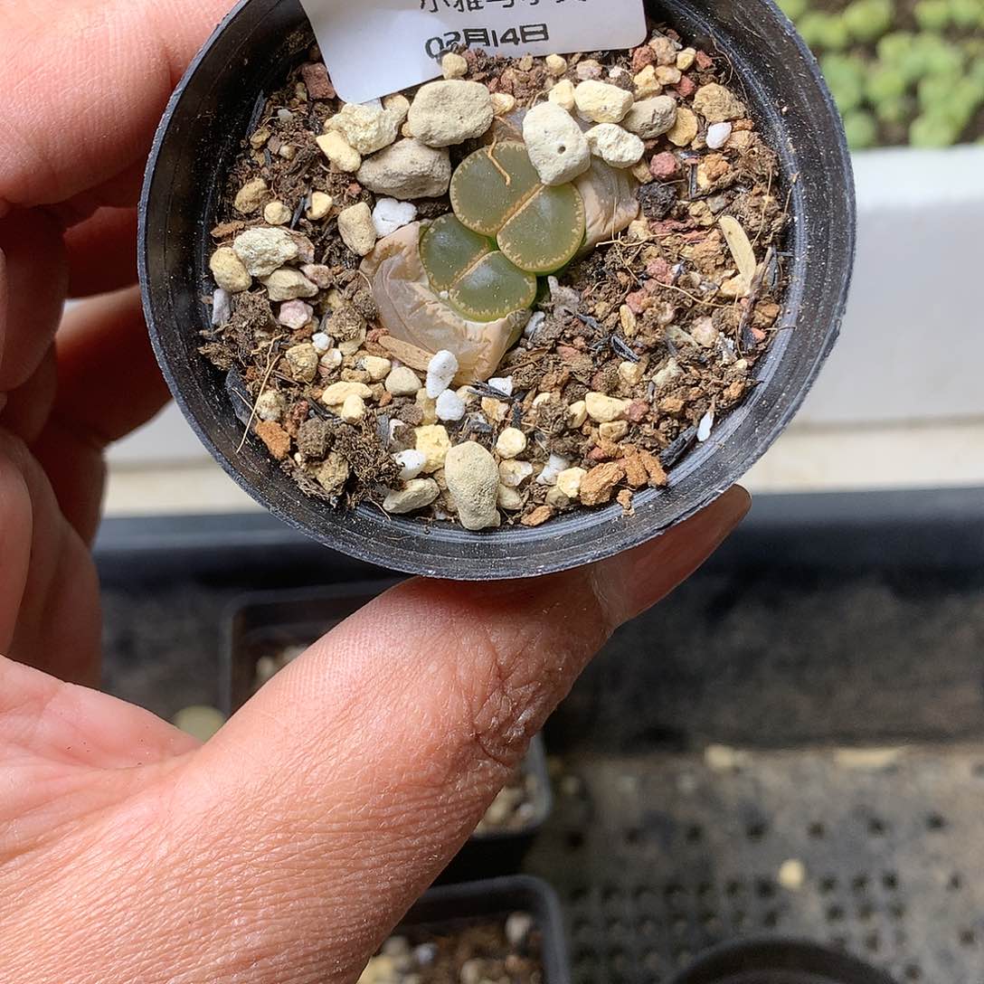 K378多肉植物保护研究所