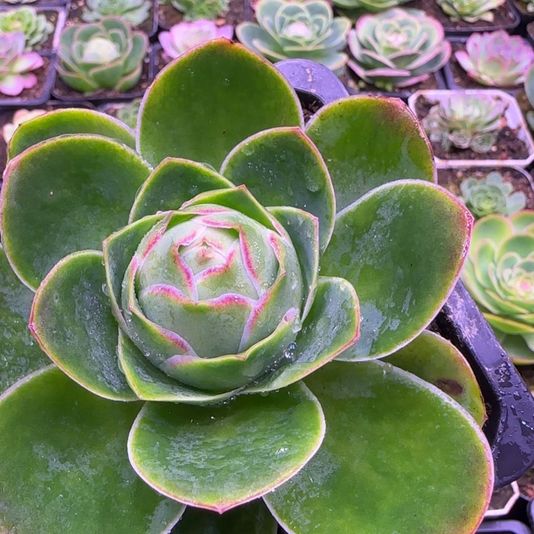 焦*丹9厘米粉色玫瑰老庄