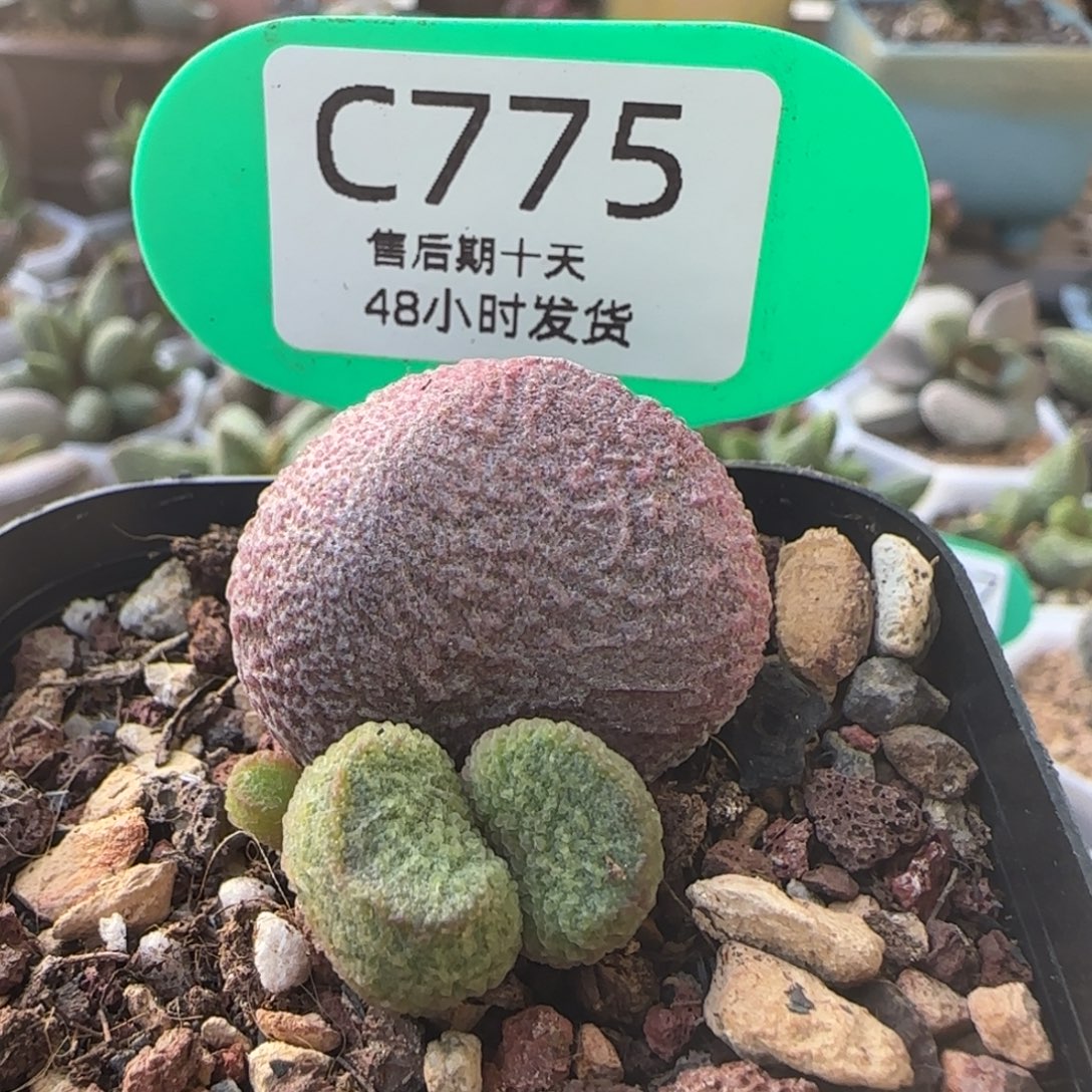 红烧肉。     775。   