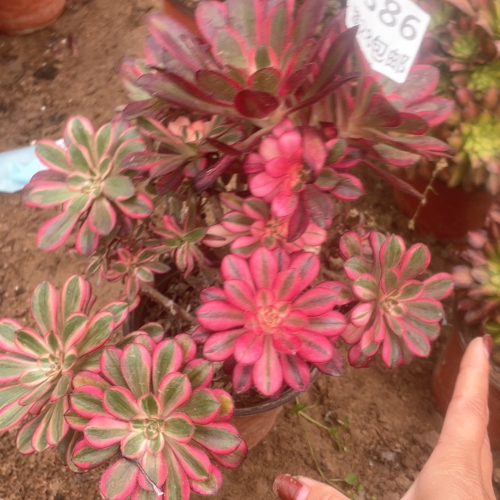3386一号棚香奈尔B
