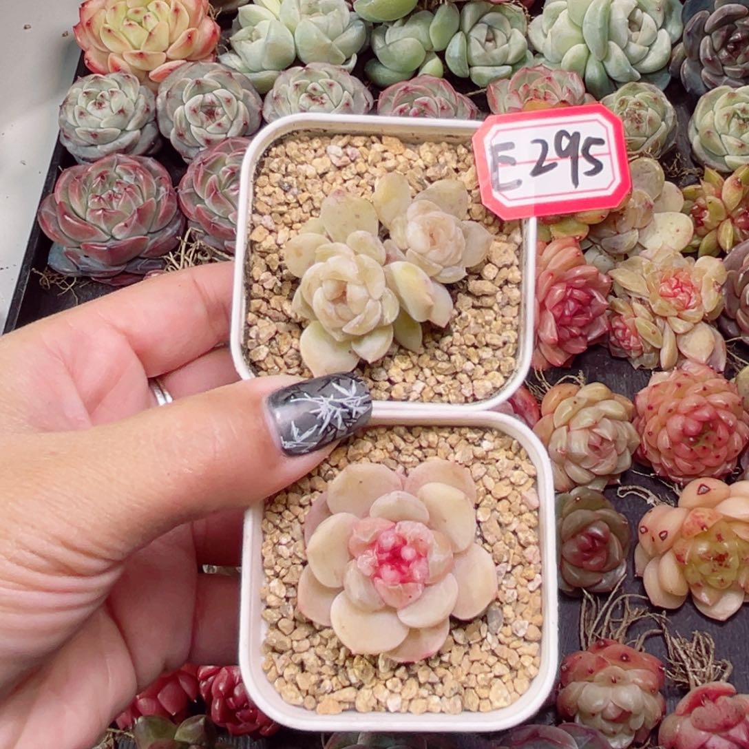 E295 一物一拍 甜心混