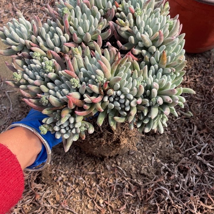 348号雪花多肉植物