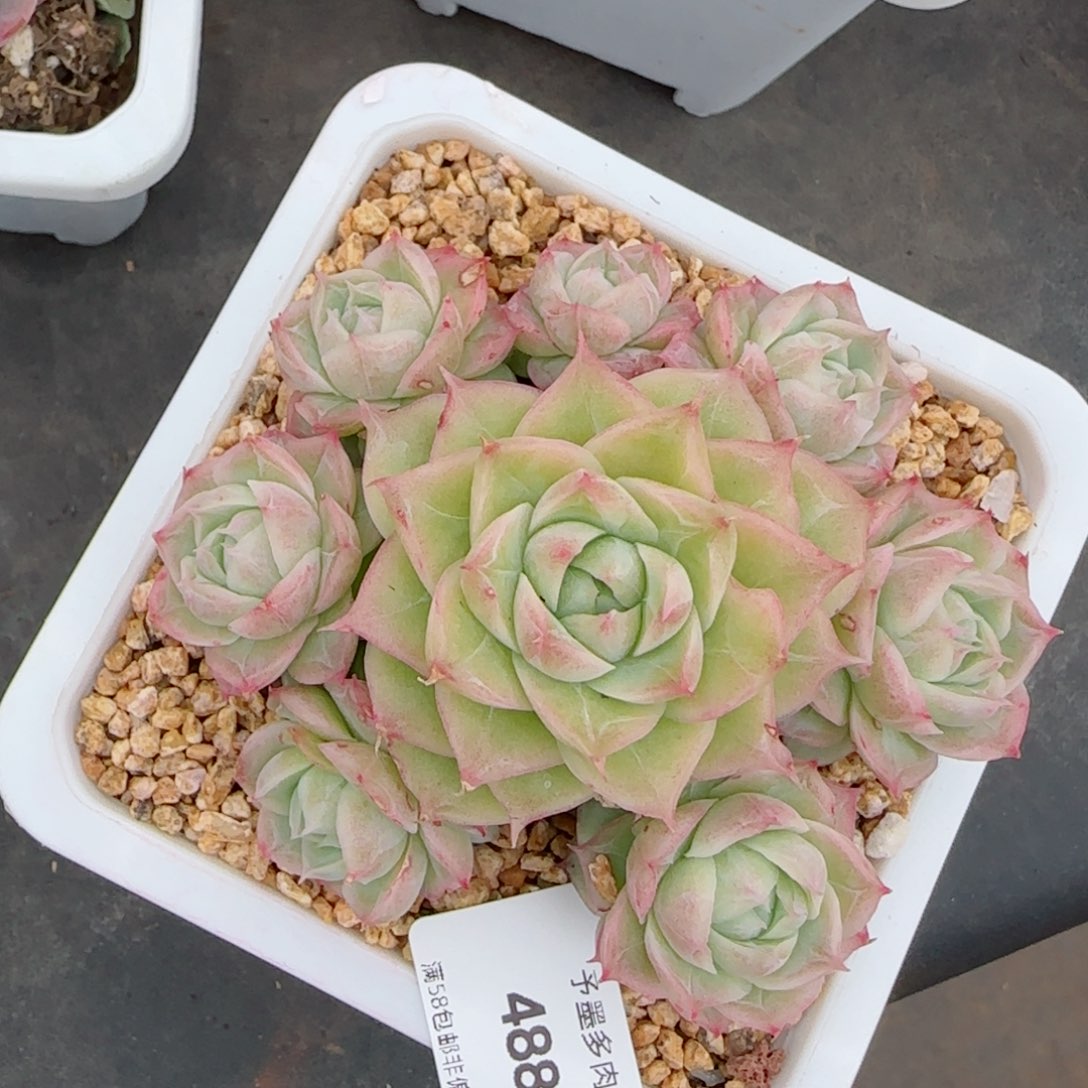 潘多拉，4882多肉植物