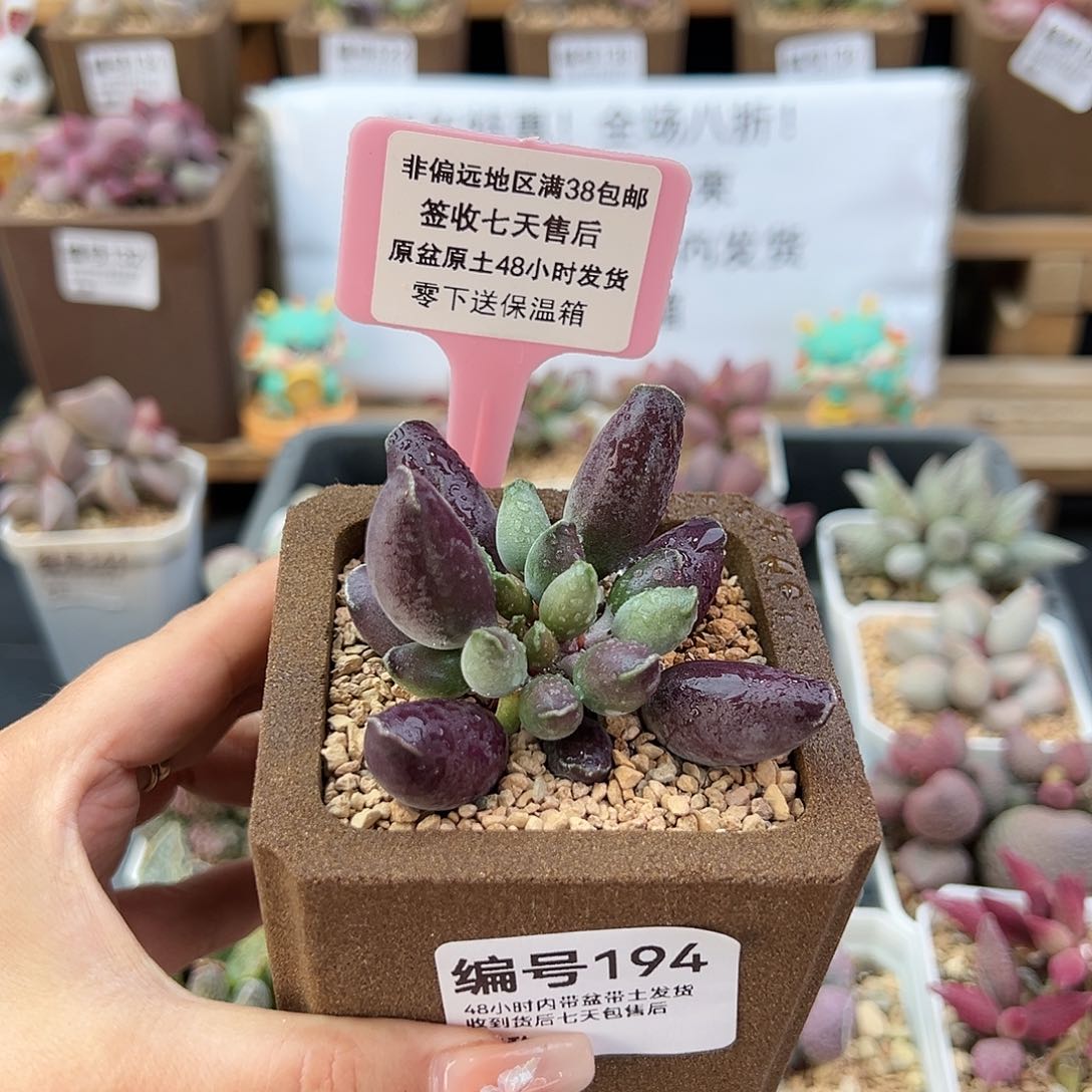 194艺妓海豹多肉植物