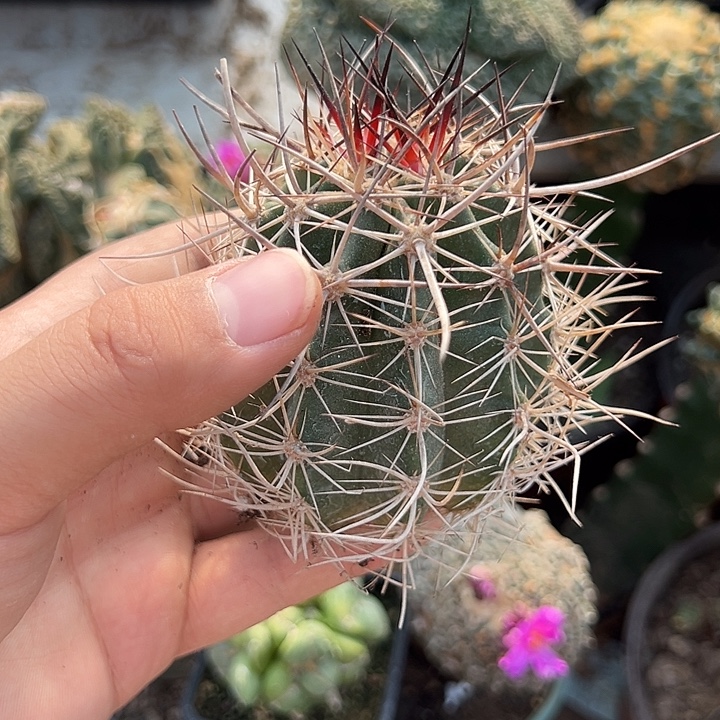 自根林氏幻虾仙人球