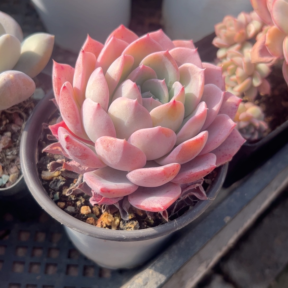 多肉植物多肉植物