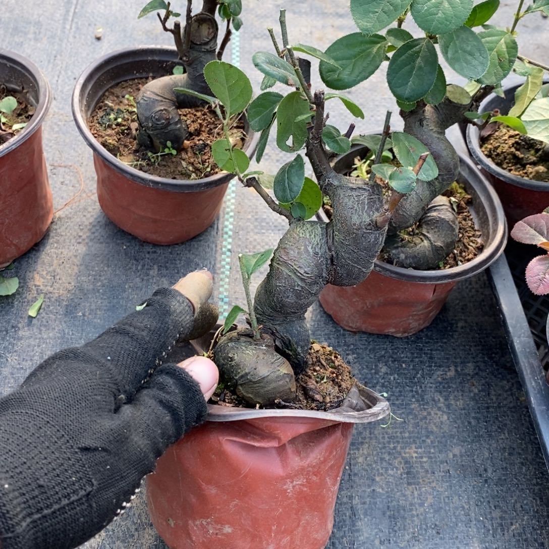 团***活无花朵盆景盆景25 